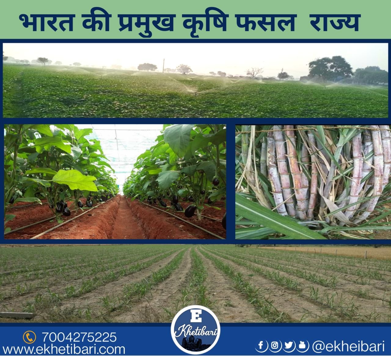 Agricultural crops State