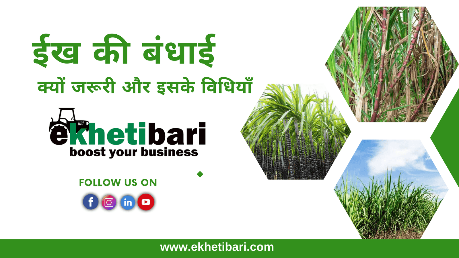ईख की बंधाई